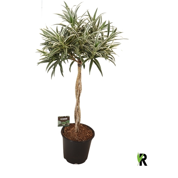 Dracaena Refl. Valentina Twisted Stem 21Ø 85cm 1pp