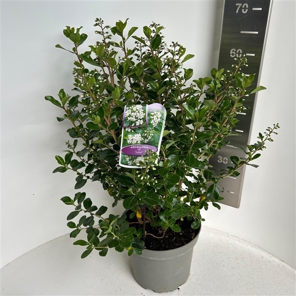 Escallonia Iveyi 23Ø 60cm