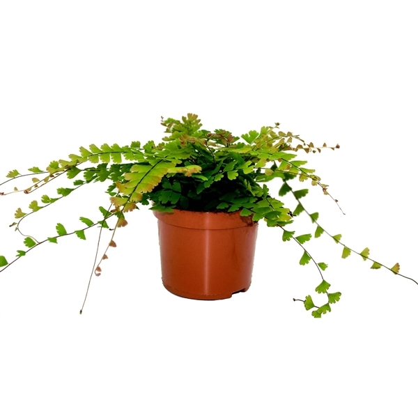 Adiantum caudatum 12Ø 25cm