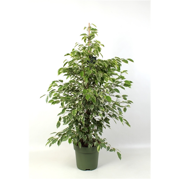 Ficus benjamina Golden King 27Ø 140cm 4pp