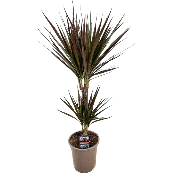 Dracaena marginata Magenta 17Ø 70cm 2pp