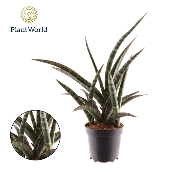 Sansevieria trifasciata Megan 10,5Ø 35cm