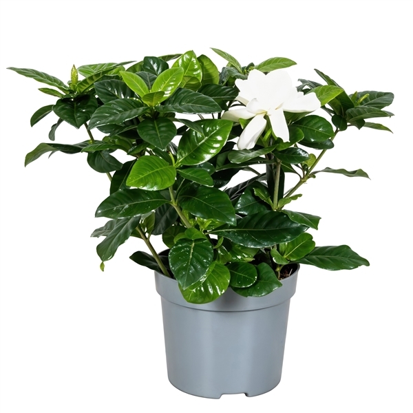 Gardenia Jasminoides 13Ø 20cm