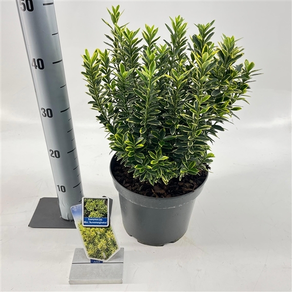 Euonymus japonicus Micro Aureovariegatus 23Ø 40cm