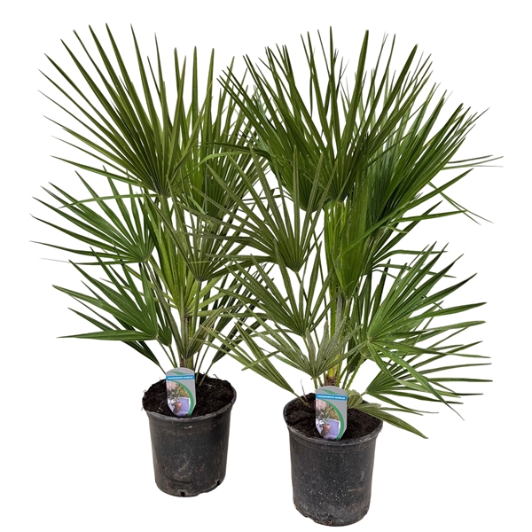 Chamaerops Humilis 18Ø 80cm