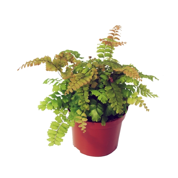 Adiantum Bronze Venus 8,5Ø 20cm