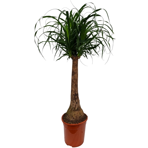Nolina Recurvata (Beaucarnea) 24Ø 90cm