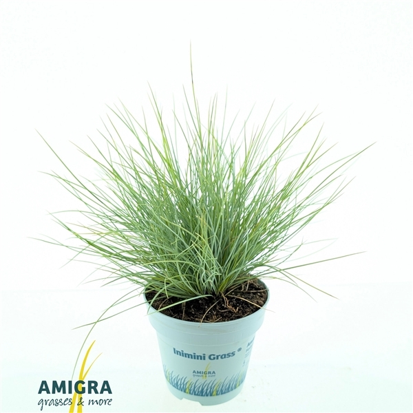 Festuca glauca Amigold 10,5Ø 25cm