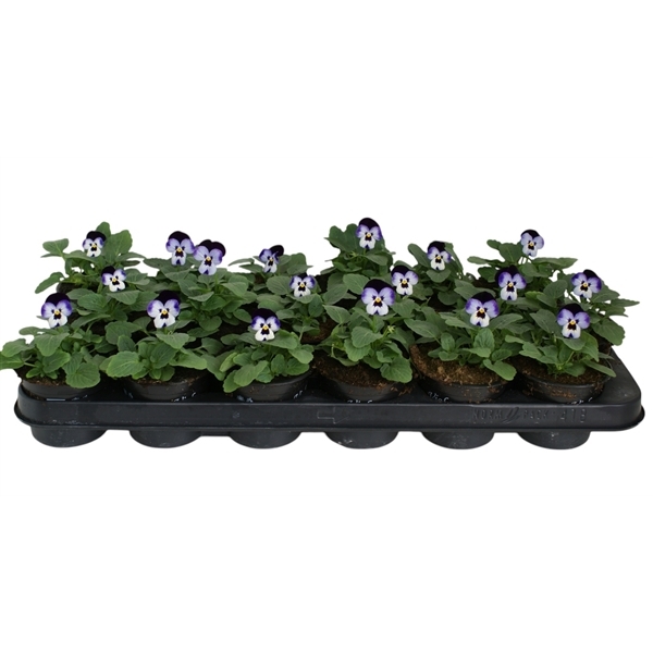 Viola cornuta purple + purple 9Ø 12cm