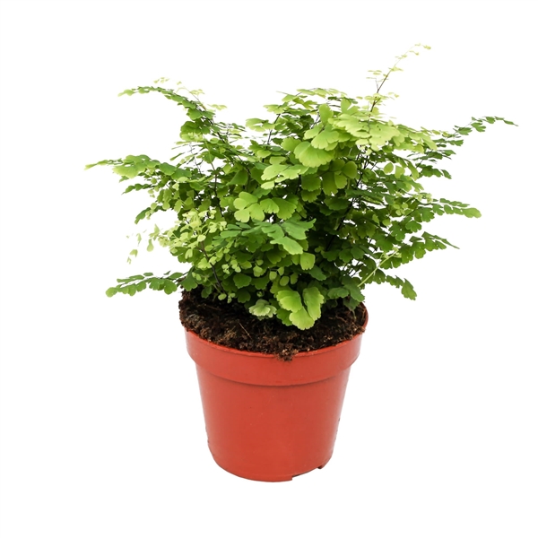 Adiantum raddianum Fritz-Luthi 12Ø 30cm