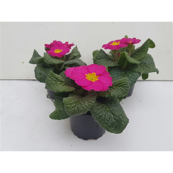 Primula acaulis Bonneli Elcora Rose 9Ø 15cm