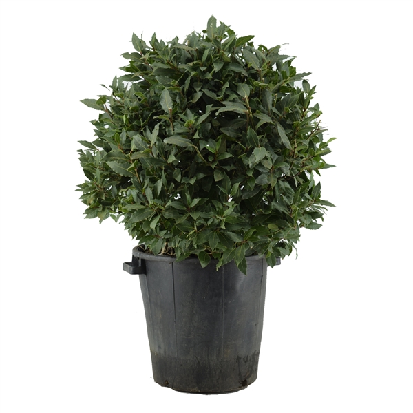 Laurus Nobilis boll on pot 40Ø 100cm 70Ø