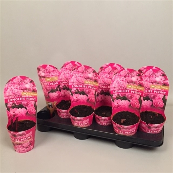 Paeonia Longlife pink 11Ø 28cm