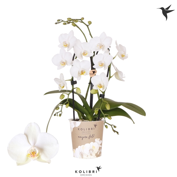 Phalaenopsis Kolibri Niagara Fall white 9Ø 40cm 2st 16fl