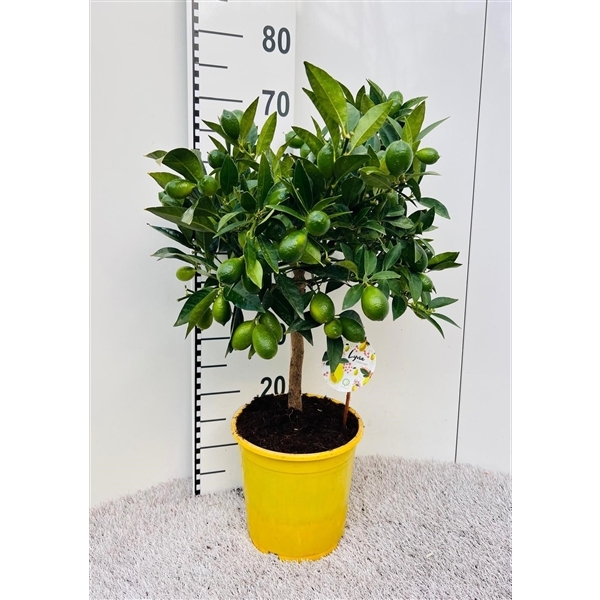 Citrofortunella Floridana Limon on stem 21Ø 65cm