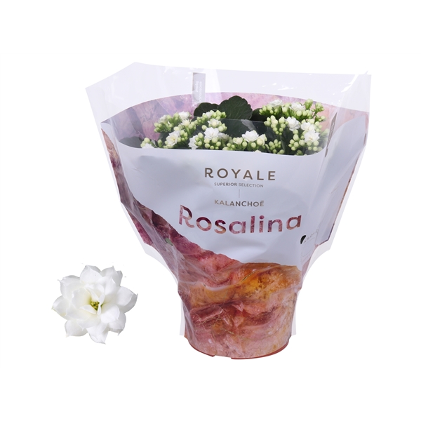 Kalanchoe cal Royal White 15Ø 27cm