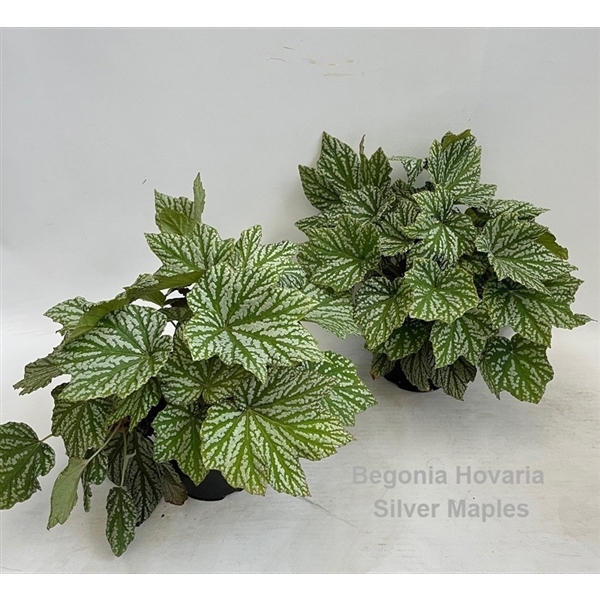 Begonia leaf Hovaria Silver Maples 14Ø 30cm