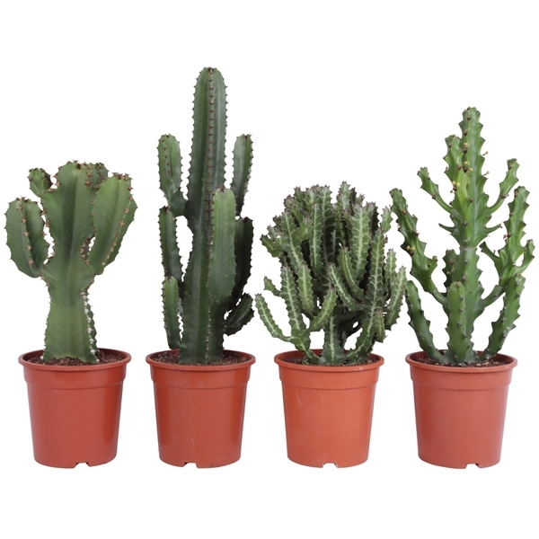 Euphorbia mix 21Ø 55cm