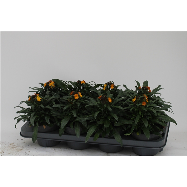 Erysimum 13Ø 30cm