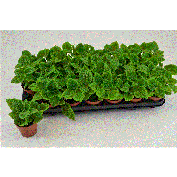 Pilea mollis Moon Valley 8,5Ø 10cm