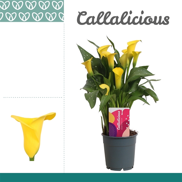 Zantedeschia Sunclub 12Ø 35cm 3fl