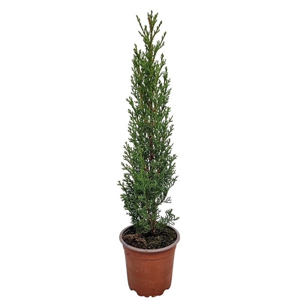Cupressus sempervirens Totem 12Ø 50cm