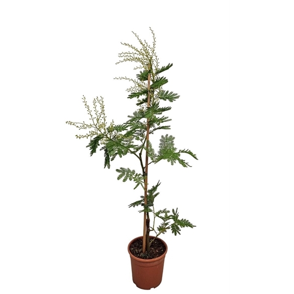 Acacia Mimosa Daelbata 17Ø 85cm