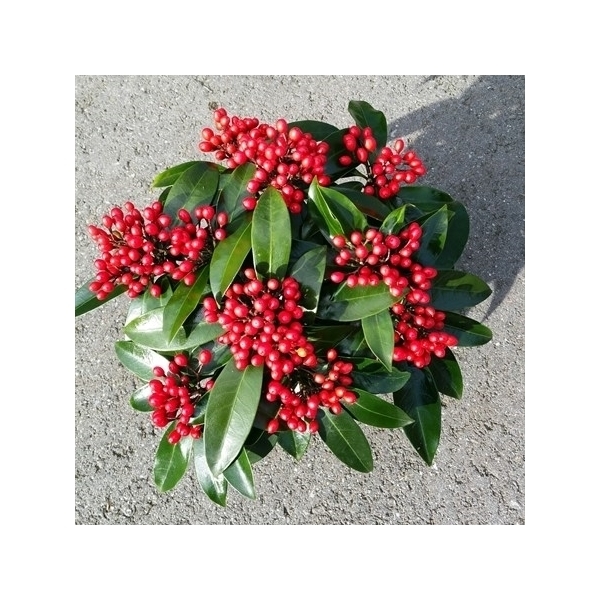 Skimmia jap. reevesiana 15Ø 25cm 7fl