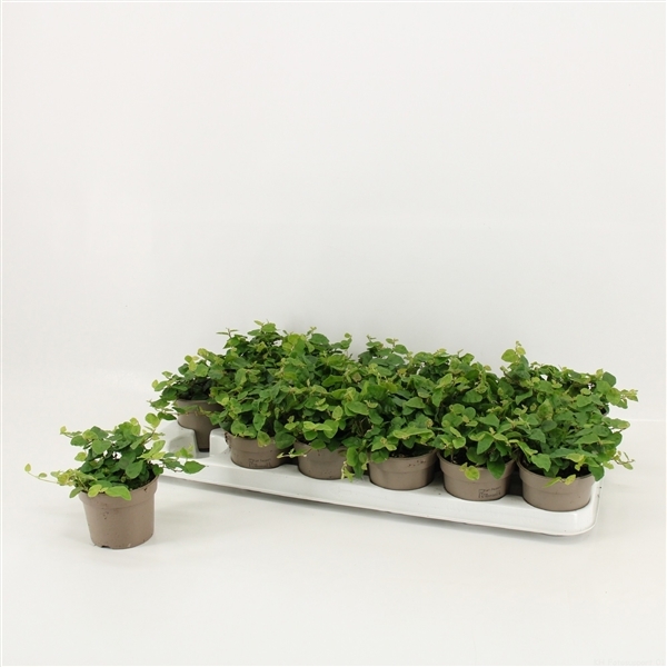 Ficus Pumila Green Sunny 9Ø 15cm