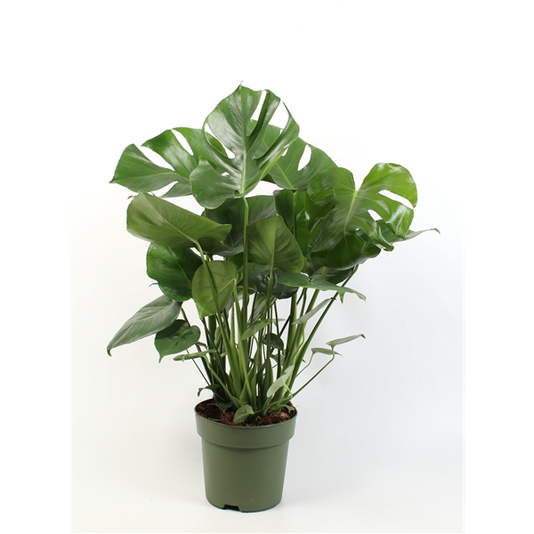 Monstera deliciosa 21Ø 75cm 6pp