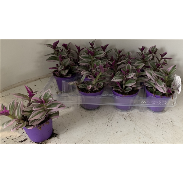 Tradescantia albiflora Nanouk 7Ø 10cm