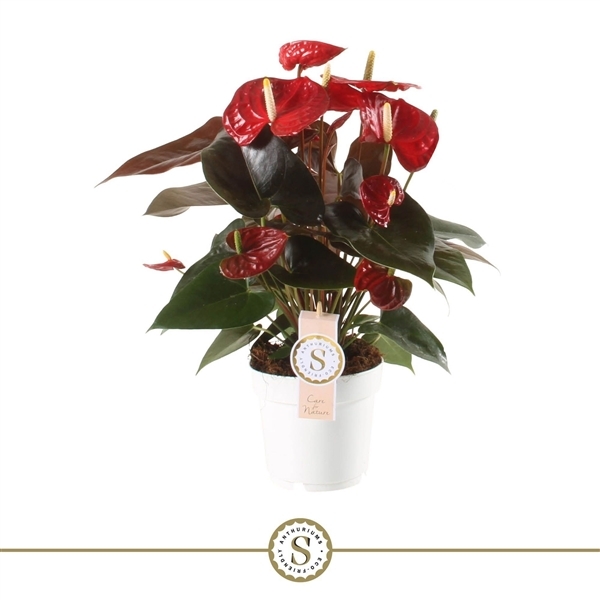 Anthurium Andreanum Coral Champion 14Ø 50cm 6fl