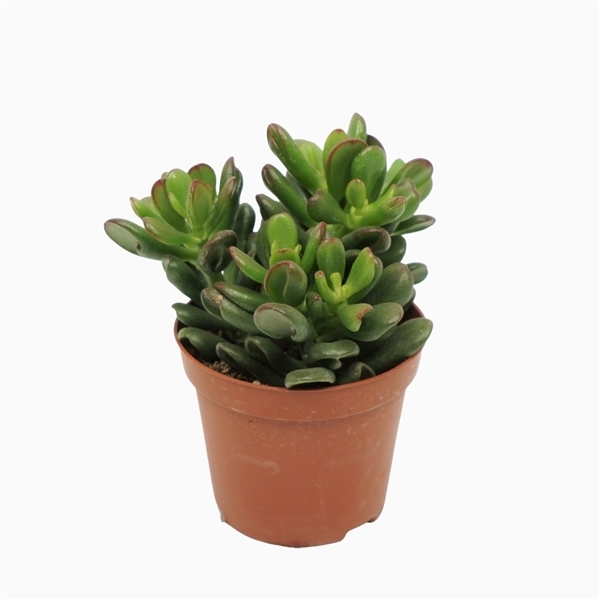 Crassula Ovata Gandalf 8,5Ø 10cm