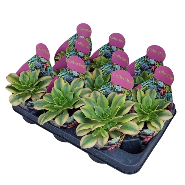 Aeonium Floresens 10,5Ø 12cm