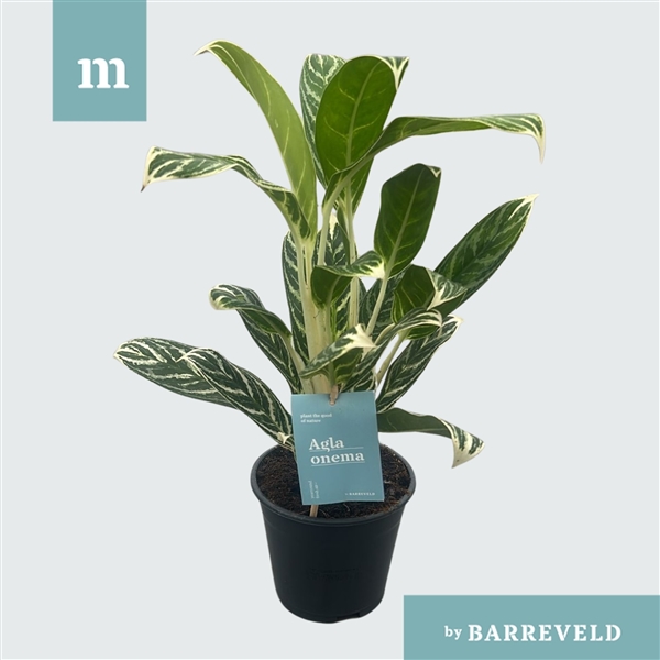 Aglaonema Ivy Green 14Ø 35cm 2pp