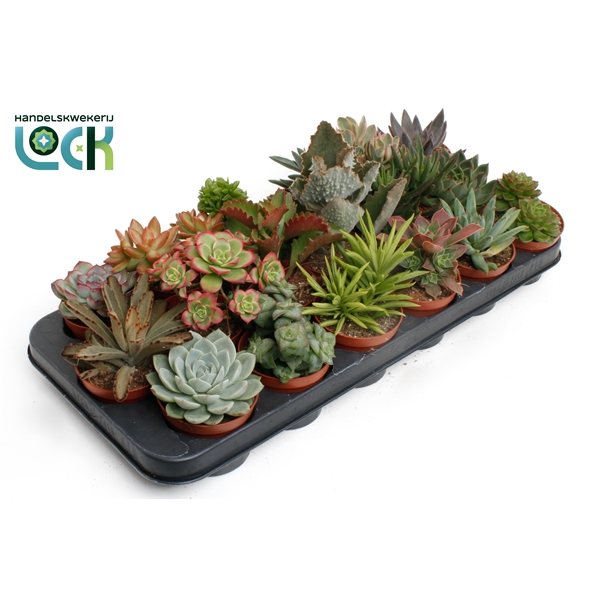 Succulent mix 8,5Ø 15cm