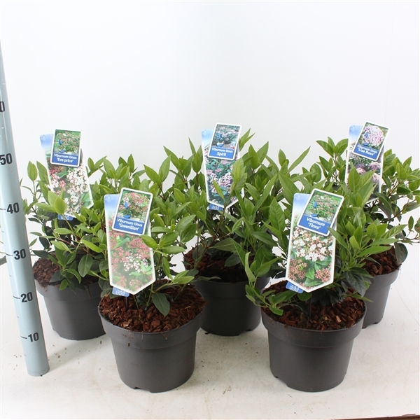 Viburnum Tinus mix trolley 23Ø 40cm