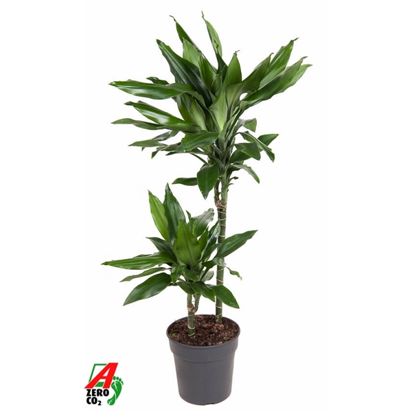 Dracaena frag. Janet Lindeni 45-15 19Ø 90cm 2pp