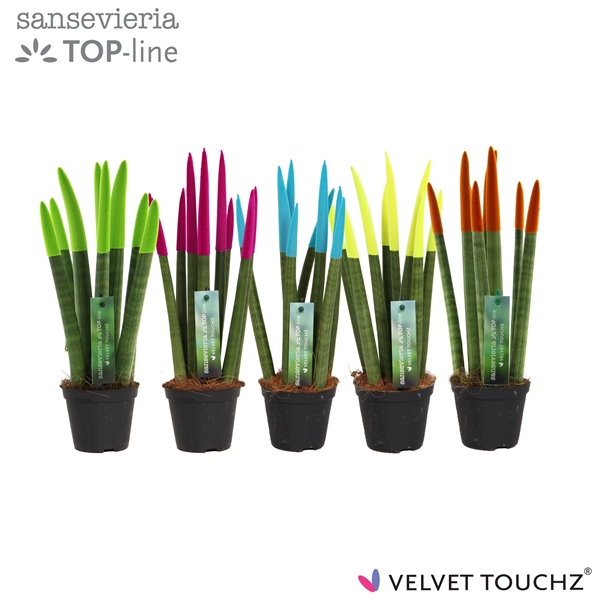 Sansevieria Spaghetti Velvet Touchz mix ibiza 8,5Ø 30cm