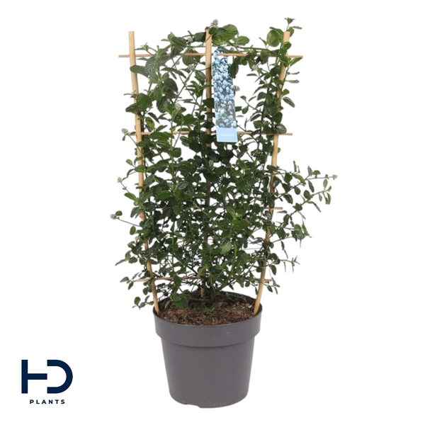 Ceanothus thyr. Repens 17Ø 55cm