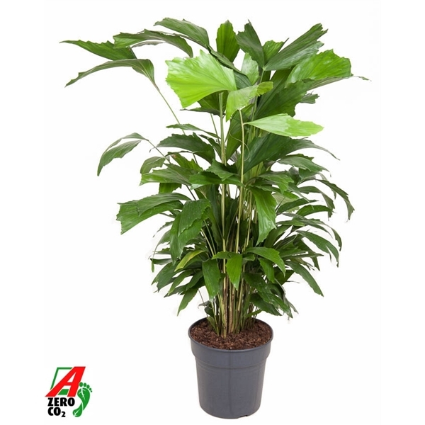 Caryota Mitis 24Ø 120cm