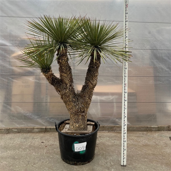 Yucca Rostrata multi stem 70Ø 190cm