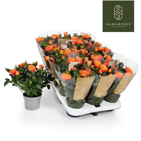 Rosa Bengali Kordana Grande 10,5Ø 27cm