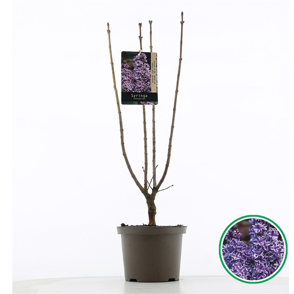 Syringa vulg. Sensation 23Ø 75cm