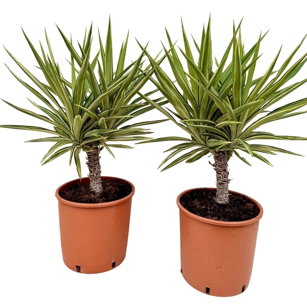 Yucca elephantipes Jewel 26Ø 75cm 1Head
