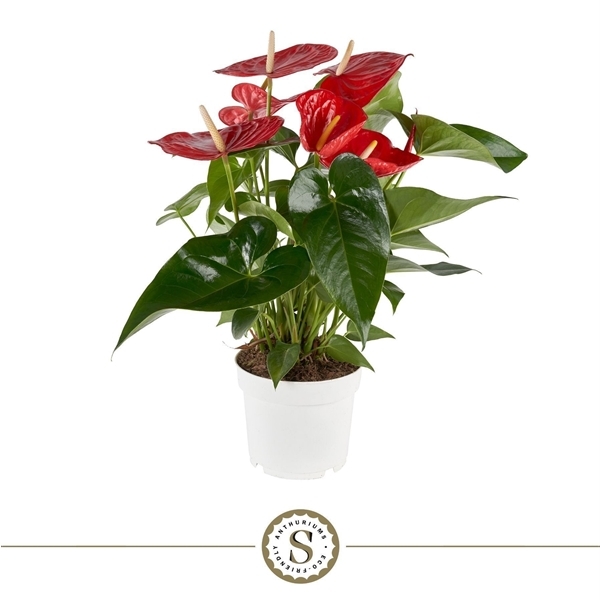 Anthurium Andreanum Minnesota 17Ø 60cm 6fl