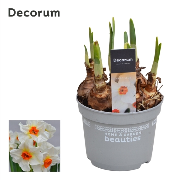 Narcissus Tazetta Cragford 12Ø 17cm