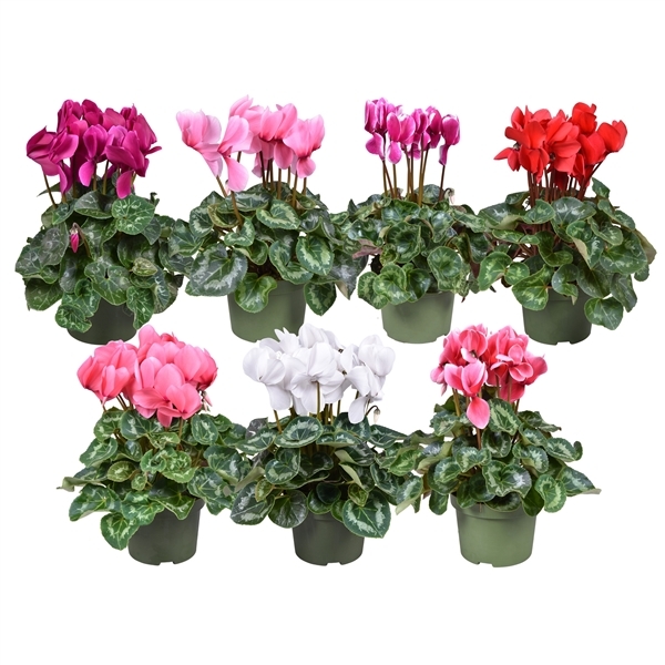 Cyclamen F1 mixed 13Ø 30cm