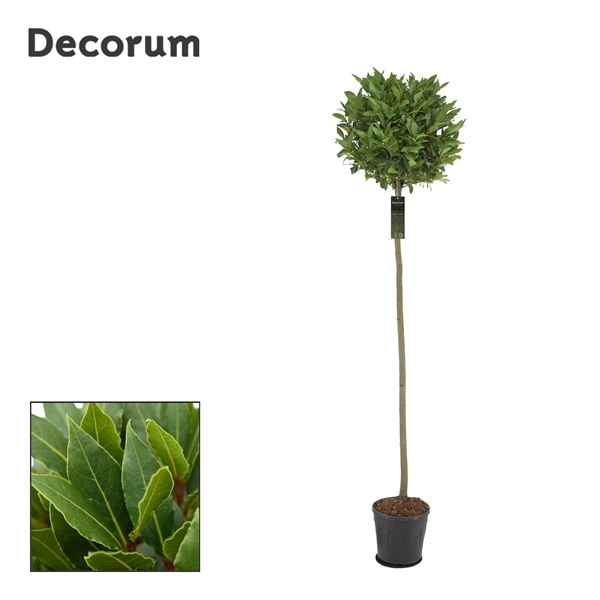 Laurus Nobilis ball on stem 25Ø 200cm 45Ø