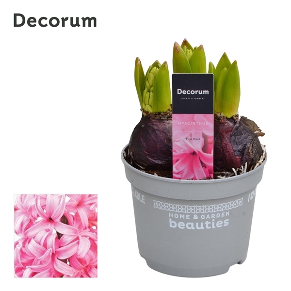 Hyacinthus orientalis Pink Pearl 12Ø 15cm 3pp